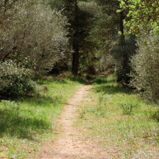 Kind reminder to

~ Get sunlight first thing in the morning.

~ Walk in nature often.

~ Breathe slowly and at ease.

#yoga #yogalife #selfregulation #nervoussystemregulation #wellbeing #health #yogaeirini #yogateacher #mindfulness #mindfulliving